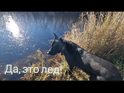 Видео: НА ЮГЕ МИНУС! НАКИПЕЛО, МОЛЧАТЬ НЕ МОГУ. ЧТО ЕЩЕ ДОЛЖНО ПРИЛЕТЕТЬ? ЖАЛЕТЬ СЕБЯ НЕ НАДО...