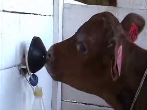 Видео: Новая технология выпойки телят, позволяющая сохранить поголовье на 100%.