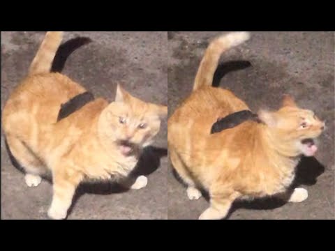 Видео: Кошки просто делают то, что у них получается лучше всего 🤣 Смешные видео с кошками 2025 🐱 Часть 85