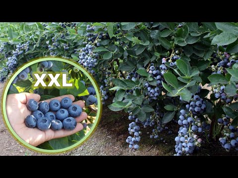 Видео: ГОЛУБИКА. РЕКОРДНЫЕ УРОЖАИ. Как получить 100% ...