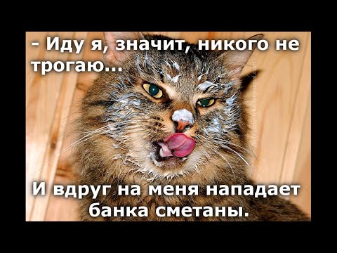 Видео: Веселые картинки. Приколы с кошками.