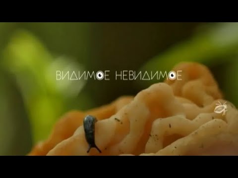 Видео: Анонс "Видимое невидимое" и рекламный блок (Карусель январь 19.02.2016).