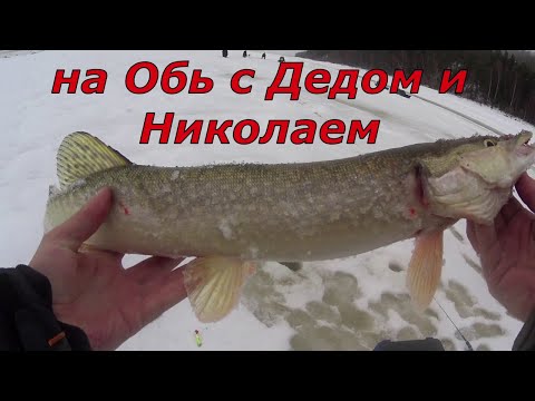Видео: На Обь ,в поисках рыбы.