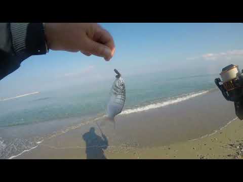 Видео: Всегда клюет на морского червя на Крите & Рыбалка на пляже Ретимно Fishing Rethymno beach