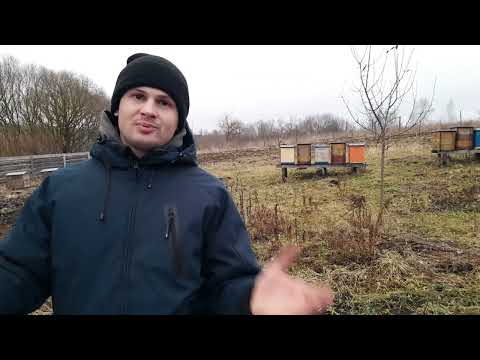 Видео: 25.01.25 Зимівля бджіл!!! Коли годувати? Супер фарба для вуликів.