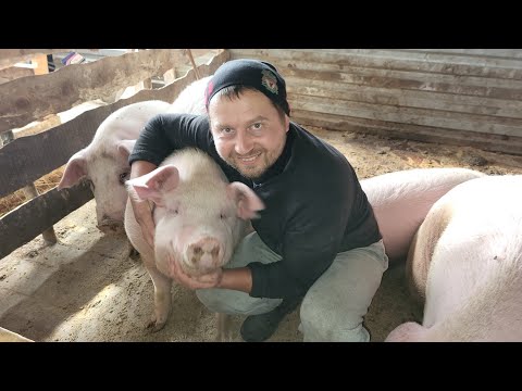 Видео: ✅🐷 Поросята съели 250 кг корма, а набрали  175 кг 💪 Конверсия корма 2 кг 🐷😍 Свиньи как Бизнес 🐷
