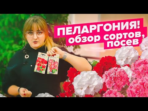 Видео: Пеларгония! НЕ ИЗДЕВАЙТЕСЬ НАД СЕМЕНАМИ! Простой посев от А до Я