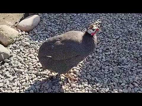 Видео: 29 октября 2025 г.