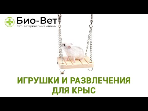 Видео: Игрушки и Развлечения Для Крыс 🐀 // Сеть Ветклиник БИО-ВЕТ