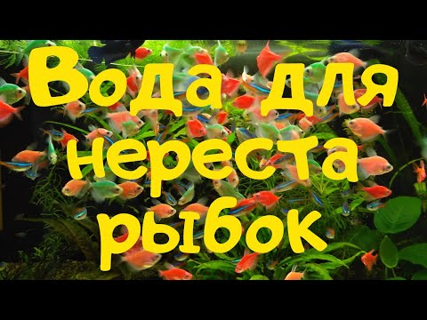 Видео: ОСМОС В АКВАРИУМИСТИКЕ. Какую воду я использую для нереста рыб.