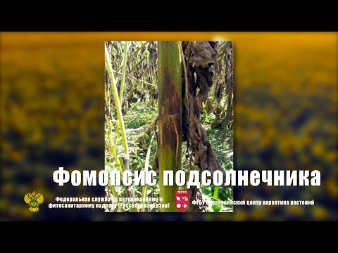 Видео: Фомопсис подсолнечника