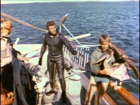 Видео: 26 - Одиссея Жака Кусто -  Киты пустыни