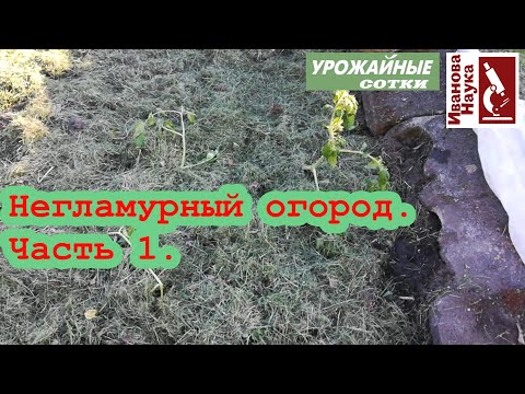 Видео: Негламурный огород-1. Посадка томатов в открытый грунт или как из чего-то получить что-то.
