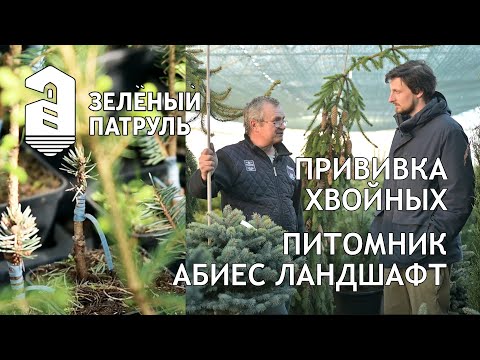 Видео: Зеленый Патруль в питомнике Абиес Ландшафт