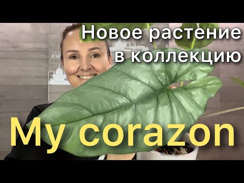 Видео: Разговорная ПЕРЕСАДКА Алоказии Коразон / Alocasia Heterophylla Corazon. Посадка клубня. Новинка!