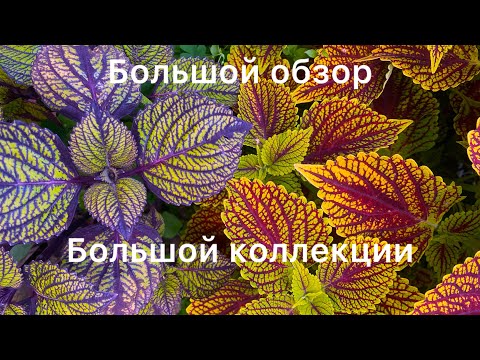 Видео: Большой обзор коллекции Колеусов