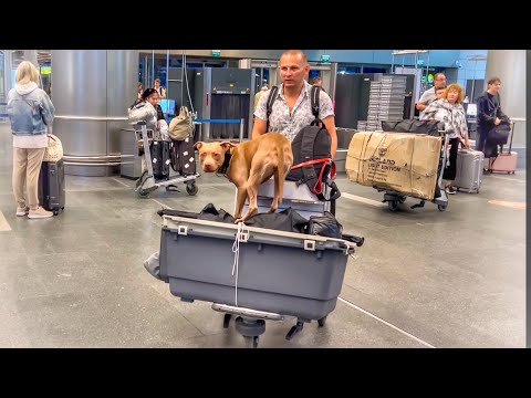 Видео: Вернулся на родину в Узбекистан.  Правила перевозки собаки самолётом в другую страну.
