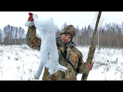Видео: Вытропил беляка в лесу | Охота на зайца в Сибири
