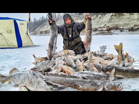 Видео: ЛЕСКА ТРЕЩИТ В ПАЛЬЦАХ! ПРОВЕРКА ЖЕРЛИЦ и ТУРБО КЛЁВ ОКУНЯ И ЩУК