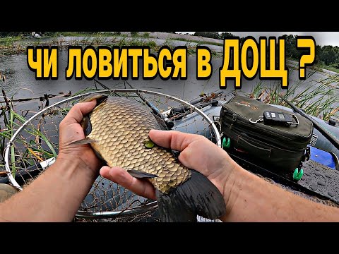 Видео: Проців / Роздача КАРАСЯ в дощ