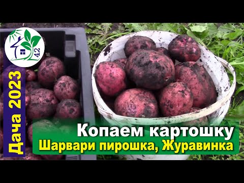 Видео: Копаем картошку пока не сгнила - Шарвари пирошка, Журавинка, Варяг. Тестовая копка, дегустация)))