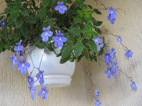 Видео: # СТРЕПТОКАРПЕЛЛА: как вырастить красивую, здоровую Стрептокарпеллу в домашних условиях.