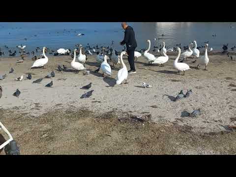 Видео: Бухта Омега, 6 ноября. Севастополь. 