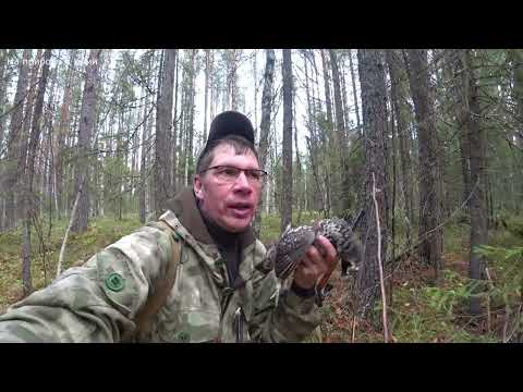 Видео: Оставил собаку у избушки, а сам пошёл на охоту. И вот что у меня получилось! 8 серия