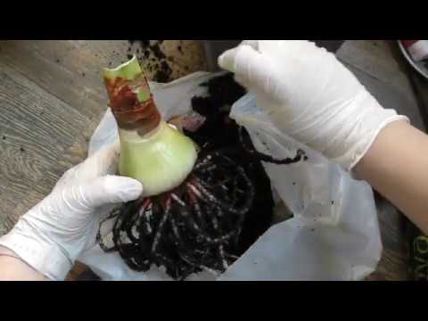 Видео: перевалка луковицы гиппеаструма - чистка гнили и обрезка копыта