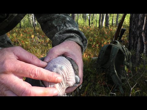 Видео: 22lr/ОХОТА НА РЯБЧИКА/хроника дня