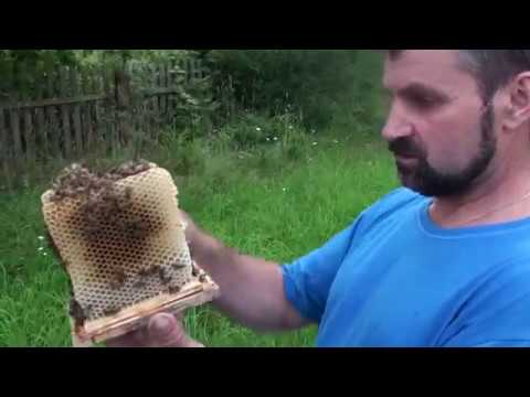 Видео: Липовый, но эффективный нуклеус Григория Гурбо