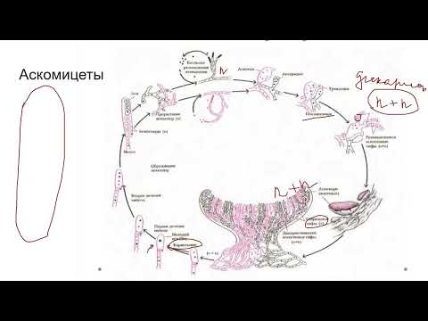 Видео: ГРИБЫ: жизненные циклы аскомицетов и базидиомицетов