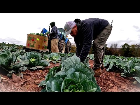 Видео: Найти что-то особенное