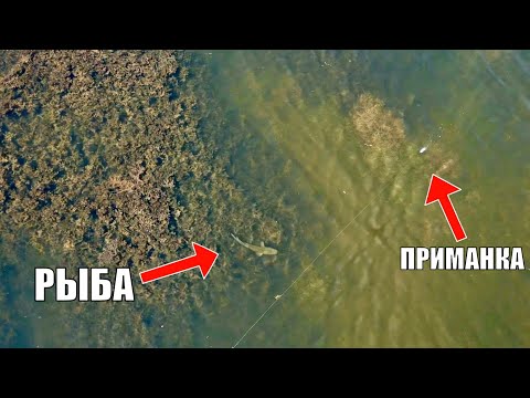 Видео: МЫ ВСЕ С ЭТОГО ОФИГЕЛИ! Поклёвки КРУПНЯКА ИЗ ТРАВЫ. Рыбалка по травяным затонам Балхаша