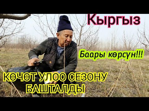 Видео: КӨЧӨТ УЛОО БАШТАЛДЫ!!! кантип улайт баарын көрсөттү