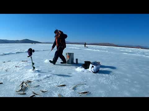 Видео: Ловля наваги на комбайны в Безверхово