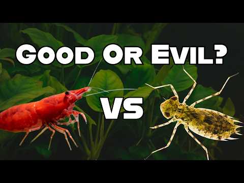 Видео: Объяснение «вредителей» в аквариуме с креветками