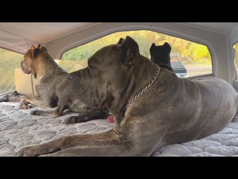 Видео: Стая кане-корсо защищает женщину во время ее первого самостоятельного похода!