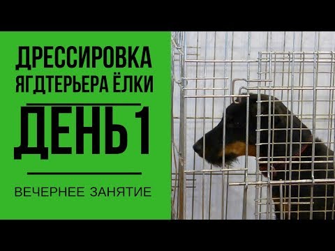 Видео: Дрессировка ягдтерьера Елки. День 1. Вечернее занятие