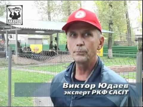 Видео: Состязания норных собак.mp4