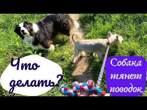 Видео: Что делать,  если собака тянет поводок. Советы, которые вы можете применить прямо сейчас