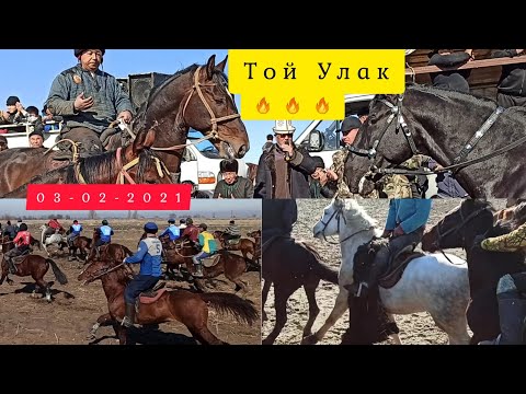 Видео: Той Улак(1-болум) 🔥🔥🔥 Бишкек/ Озёрный айылы ( 03-02-2021)