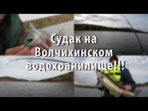 Видео: Судак на Волчихинском водохранилище 25.09.2021/Тест поролона от Андрея Питерцова