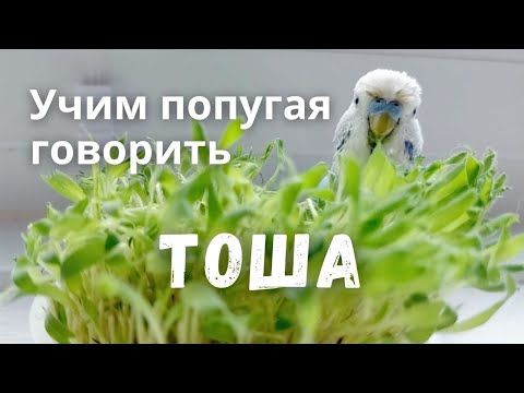 Видео: Учим попугая говорить Тоша