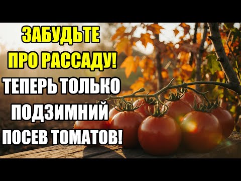 Видео: Как посеять томаты под зиму — без рассады, теплицы и хлопот! Проверенный способ осенью