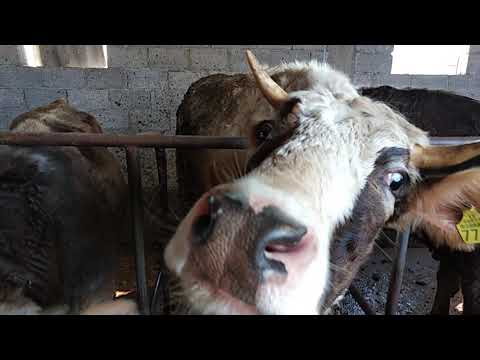 Видео: Размеры жилого помещения для КРС.