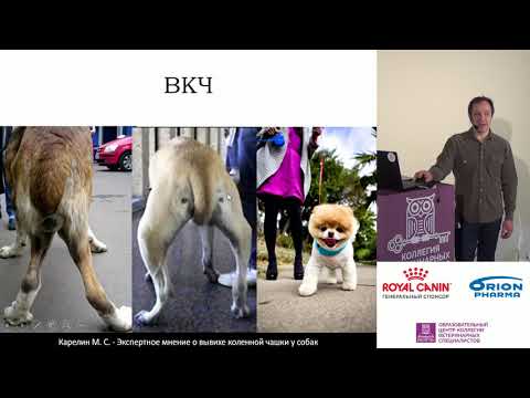 Видео: Карелин М. С. - Вывих коленной чашки