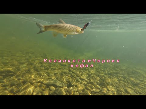 Видео: Калинката и Черния кефал