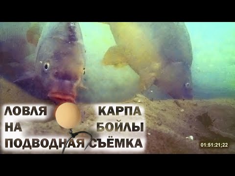 Видео: Ловля карпа на бойлы подводная съёмка (Видео 4К)