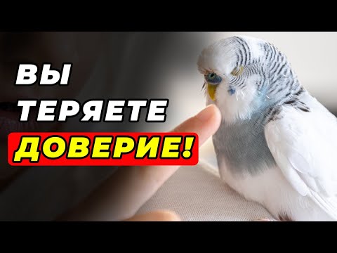 Видео: 7 Способов потерять ДОВЕРИЕ птицы